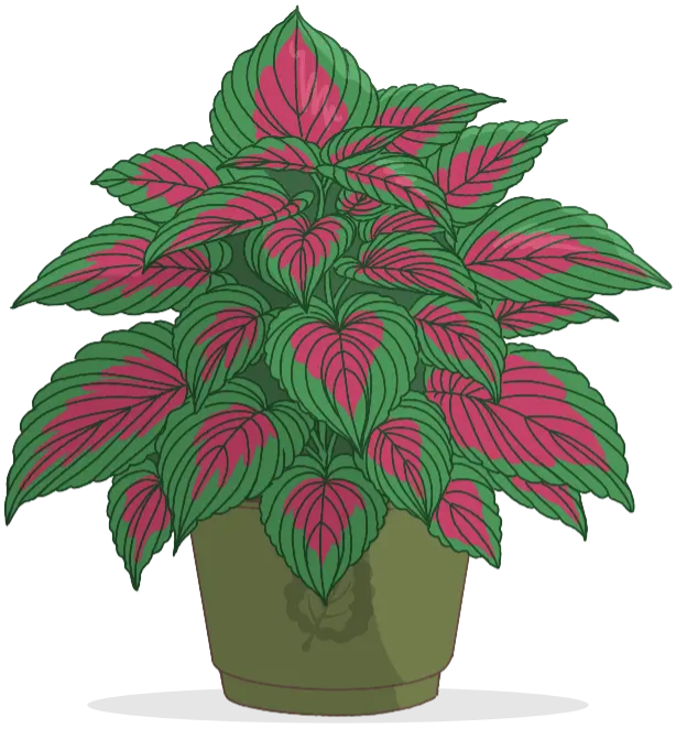 potted Coleus Plant illustration